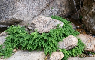 Fern ring around rock